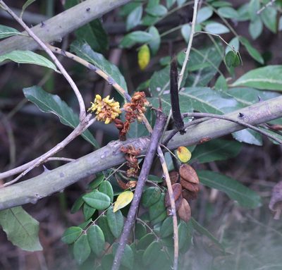 Ticanto vernalis, photographed by Agnes Trekker