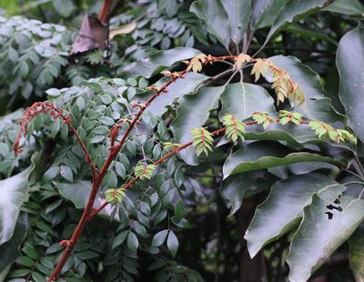 Ticanto vernalis, photographed by Agnes Trekker