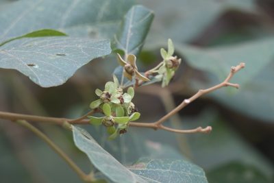 Kydia calycina, photographed by Dinesh Valke