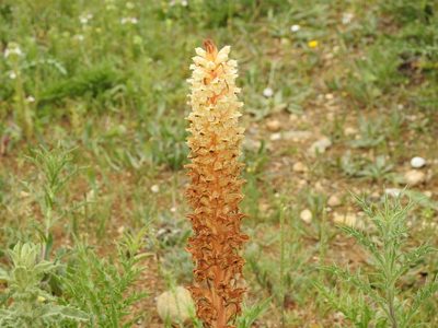 Orobanche amethystea, photographed by Aissa Djamel Filali