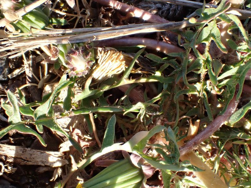 Taraxacum lacistophyllum, photographed by Jerry Lanfear