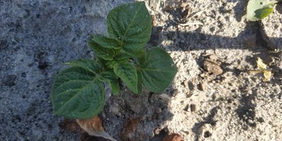 Solanum tuberosum, photographed by Yurii Basov