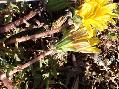 Taraxacum lacistophyllum, photographed by Jerry Lanfear