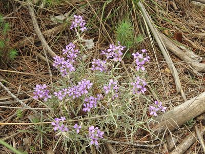 Matthiola fruticulosa, photographed by Aissa Djamel Filali