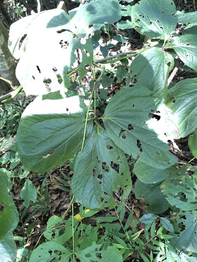 Dioscorea dregeana, photographed by Sunčana Bradley