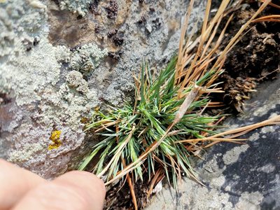 Dianthus acicularis, photographed by Евгений Егорейченков