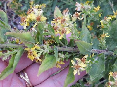 Solidago wrightii, photographed by Sam Kieschnick