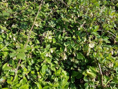Symphytum grandiflorum, photographed by Linda Glennie