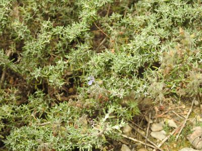 Salvia jordanii, photographed by Aissa Djamel Filali