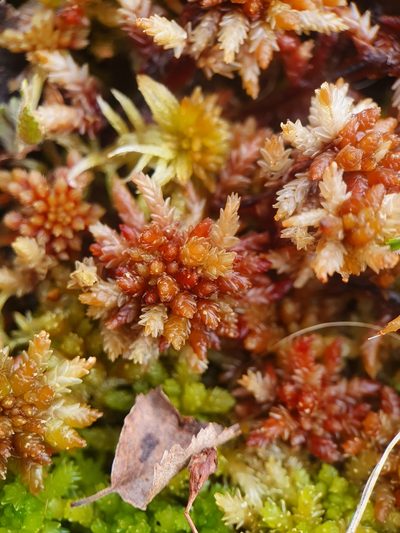 Sphagnum medium, photographed by Jonathan Hughes