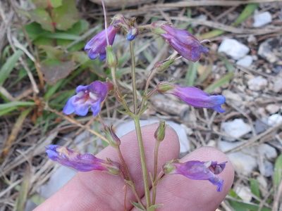 Penstemon oliganthus, photographed by Sam Kieschnick