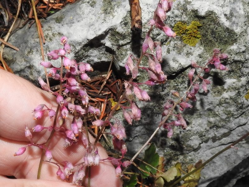 Heuchera pulchella, photographed by Sam Kieschnick