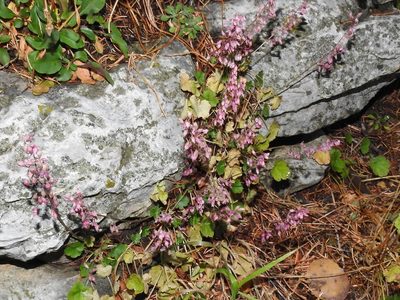 Heuchera pulchella, photographed by Sam Kieschnick