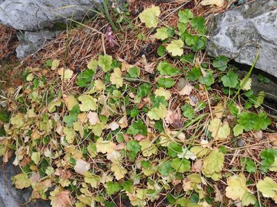 Heuchera pulchella, photographed by Sam Kieschnick