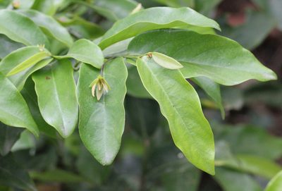 Desmos chinensis, photographed by Agnes Trekker