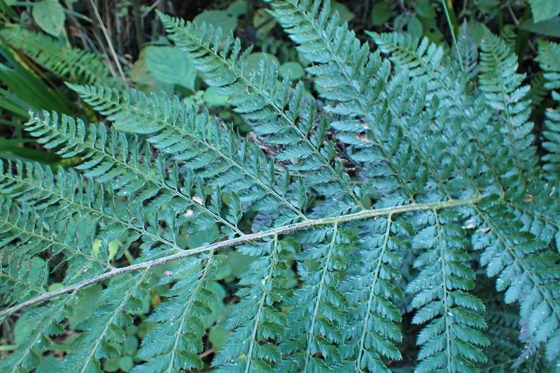 Polystichum pungens, photographed by Di Turner