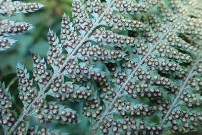 Polystichum pungens, photographed by Di Turner