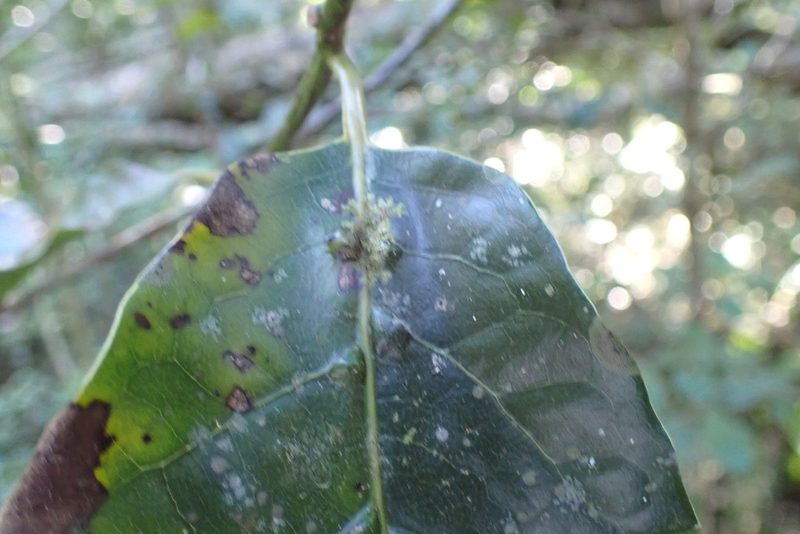 Ocotea bullata, photographed by Di Turner
