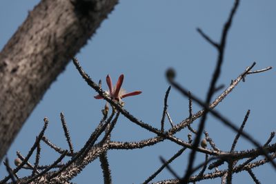Bombax insigne, photographed by Dinesh Valke
