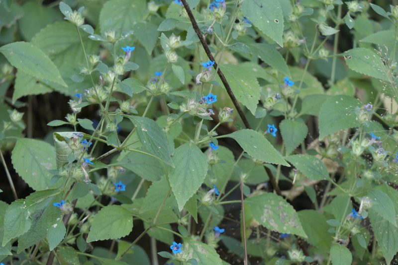 Strobilanthes pavala, photographed by Dinesh Valke