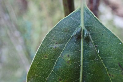 Ocotea bullata, photographed by Di Turner