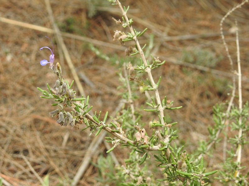 Salvia jordanii, photographed by Aissa Djamel Filali