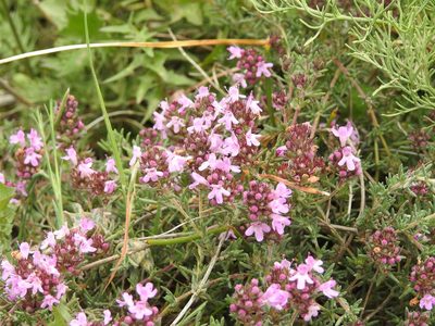 Thymus willdenowii, photographed by Aissa Djamel Filali
