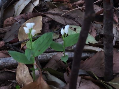 Cephalanthera erecta, photographed by mami_t_t