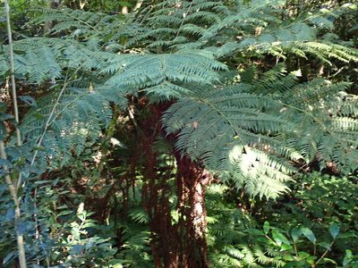 Gymnosphaera capensis, photographed by Di Turner