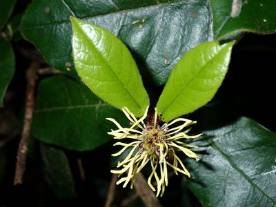 Trichocladus crinitus, photographed by Di Turner