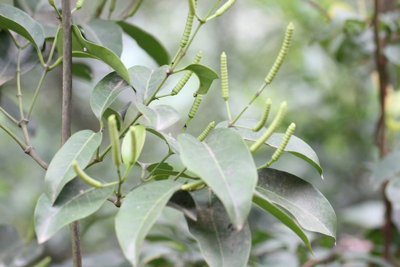 Gnetum luofuense, photographed by Agnes Trekker