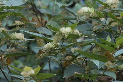 Flemingia strobilifera, photographed by Dinesh Valke