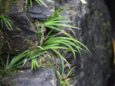 Acorus gramineus, photographed by Agnes Trekker