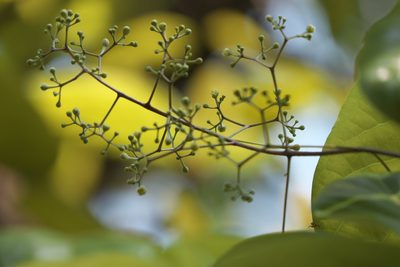 Alseodaphne semecarpifolia, photographed by Dinesh Valke