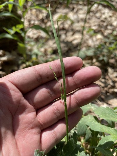 Poa alsodes, photographed by Brandon Corder