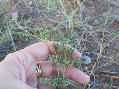 Dalea tenuifolia, photographed by Sam Kieschnick