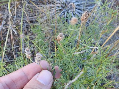 Dalea tenuifolia, photographed by Sam Kieschnick