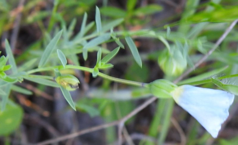 Linum pratense, photographed by saltyhiker