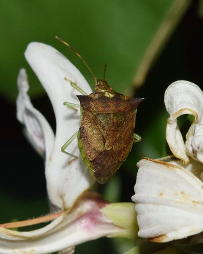 Justicia adhatodoides, photographed by Sunčana Bradley