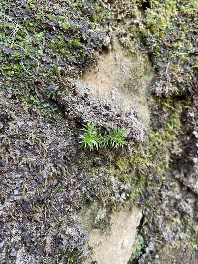 Huperzia porophila, photographed by Brandon Corder
