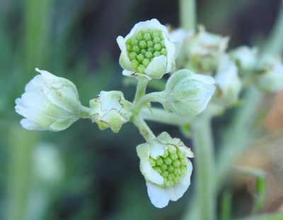 Hymenopappus scabiosaeus, photographed by saltyhiker