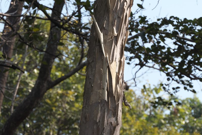 Lagerstroemia microcarpa, photographed by Dinesh Valke