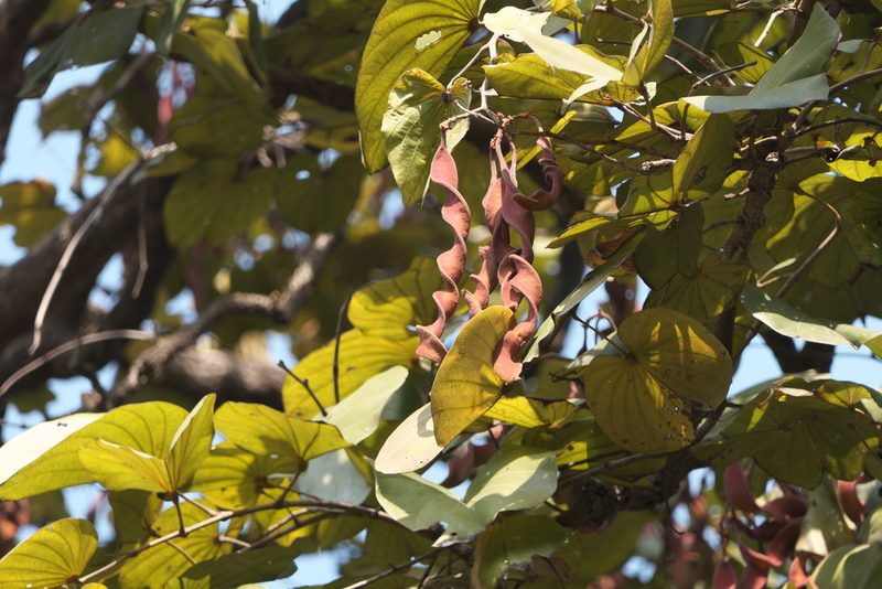 Piliostigma foveolatum, photographed by Dinesh Valke