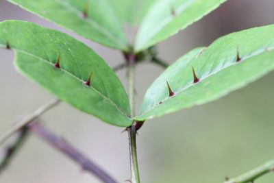 Zanthoxylum nitidum, photographed by Agnes Trekker