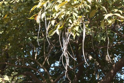 Stereospermum colais, photographed by Dinesh Valke