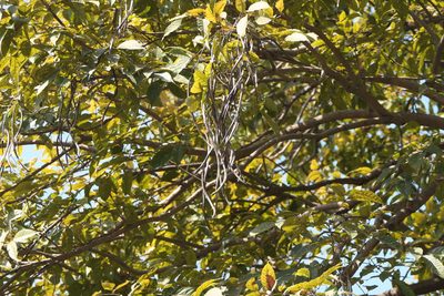 Stereospermum colais, photographed by Dinesh Valke