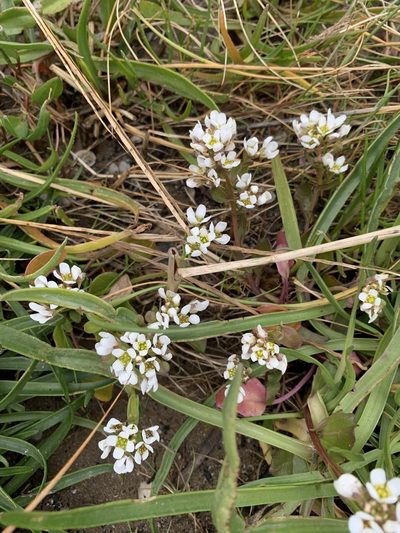 Cochlearia anglica, photographed by Martin Genner