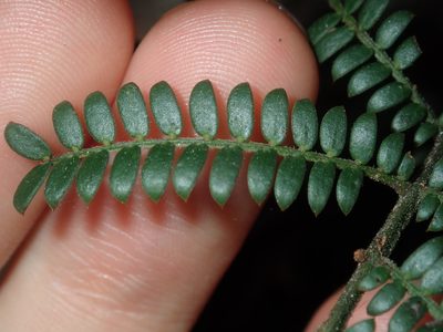 Acacia terminalis, photographed by Thomas Mesaglio