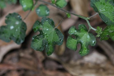 Urena procumbens, photographed by Agnes Trekker