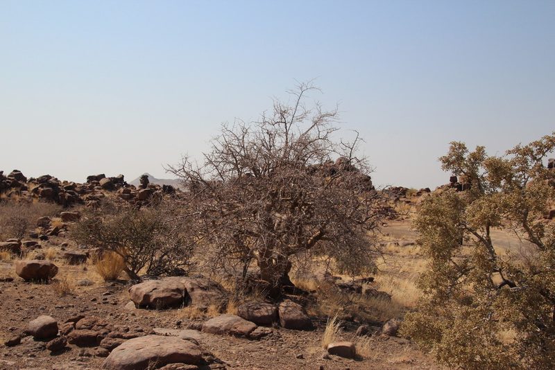 Commiphora glandulosa, photographed by Tony Rebelo